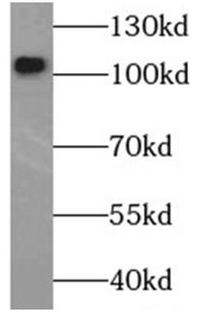 SELP Mouse Monoclonal Antibody