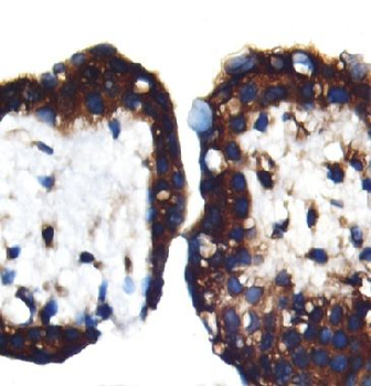 PSG1 Antibody