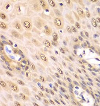PSMA2 Antibody