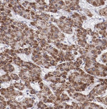 PSMA3 Antibody