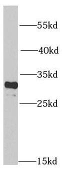 PSMA4 Antibody