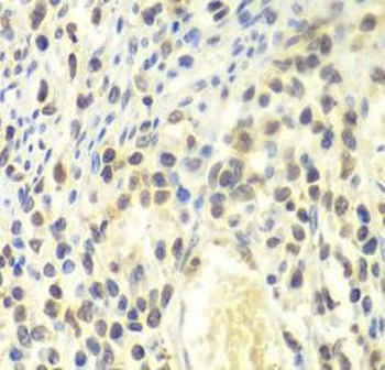 PSMA4 Antibody