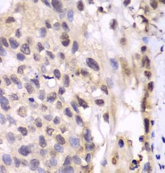 PSMA6 Antibody