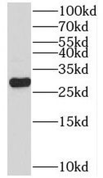 PSMA7 Antibody