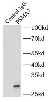 PSMA7 Antibody