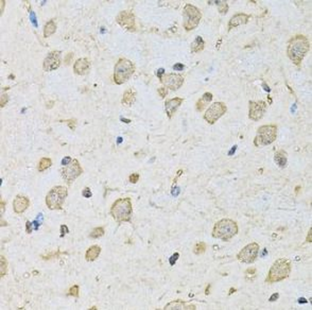 PSMC2 Antibody