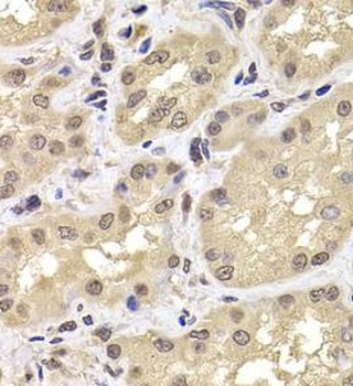 PSMD12 Antibody