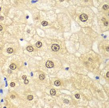 PSMD2 Antibody