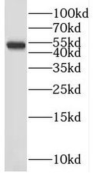 PSMD5 Antibody