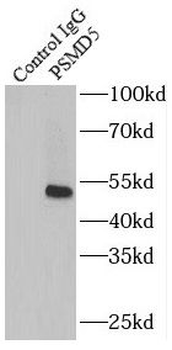 PSMD5 Antibody