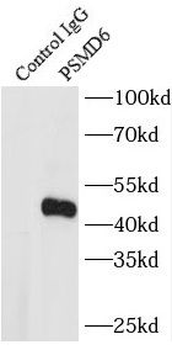 PSMD6 Antibody