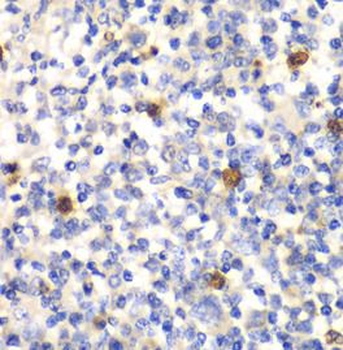 PSMD7 Antibody