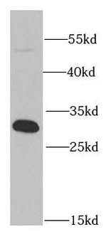 PSME1 Antibody