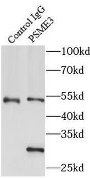 PSME3 Antibody