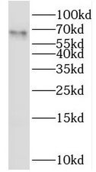 PSPC1 Antibody