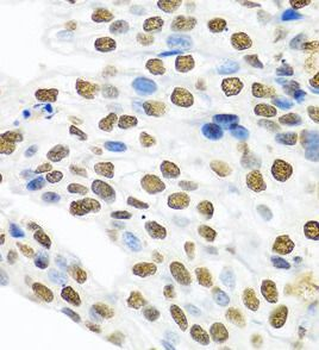 PTBP1 Antibody