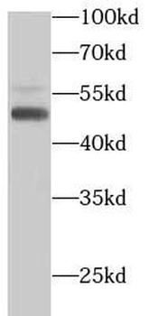 PTEN Antibody