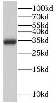 PTER Antibody