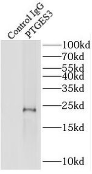 PTGES3 Antibody