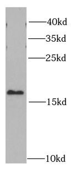 PTN Antibody