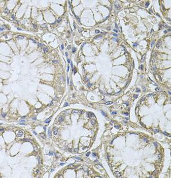 PTP4A3 Antibody