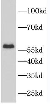 RMDN3 Antibody