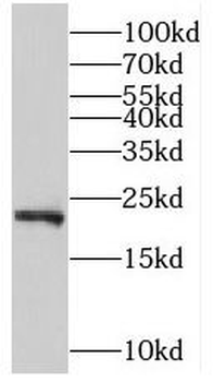 PTPMT1 Antibody