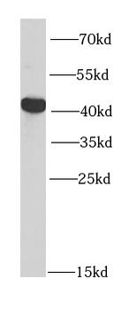PTPN2 Antibody