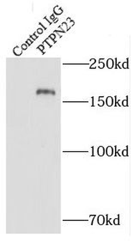 PTPN23 Antibody