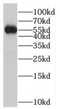 PTPN4 Antibody