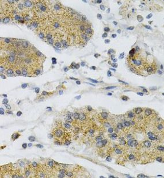 PTPRA Antibody
