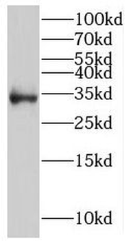 PTPRR Antibody