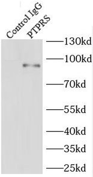 PTPRS Antibody