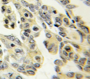PTPRS Antibody