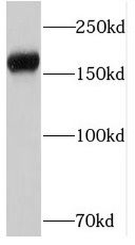 PTPRZ1 Antibody