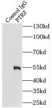 CAVIN1 Antibody