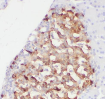 CAVIN1 Antibody