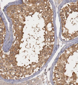 PTTG1IP Antibody