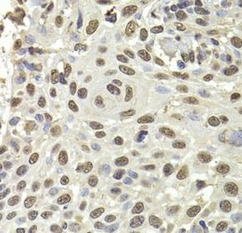 PUF60 Antibody
