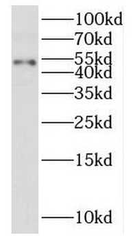 PUS3 Antibody