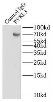 NECTIN3 Antibody