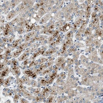PXMP2 Antibody