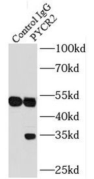 PYCR2 Antibody