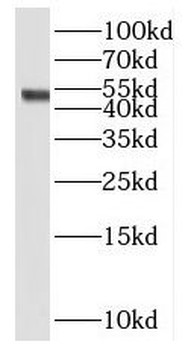 PYGO2 Antibody