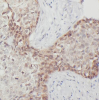 PYGO2 Antibody