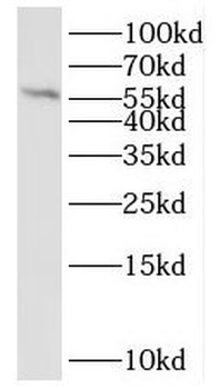 QRSL1 Antibody