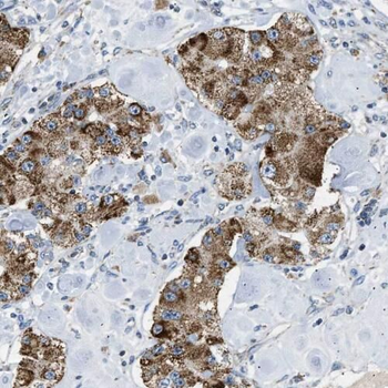 RAB10 Antibody