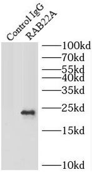 RAB22A Antibody