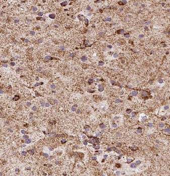 RAB22A Antibody