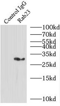 RAB23 Antibody
